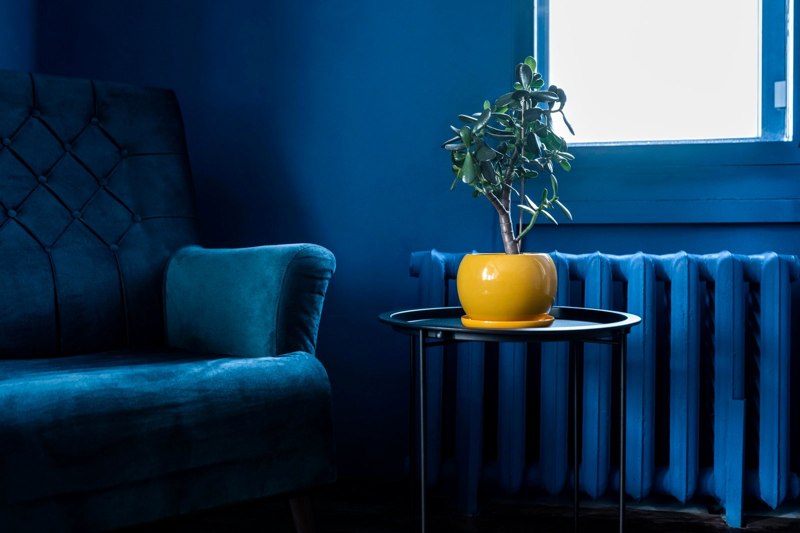 blue room with blue couch and blue colour wall and yellow vase on a table with a plant