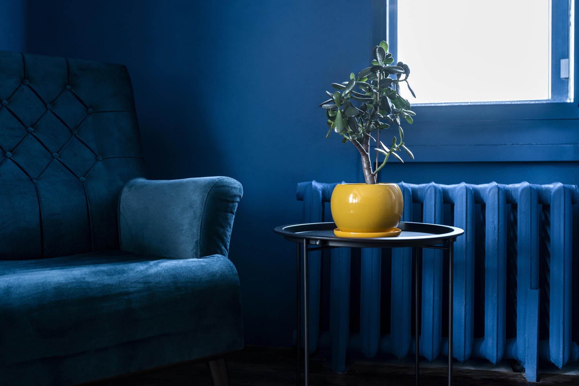 blue room with blue couch and blue colour wall and yellow vase on a table with a plant
